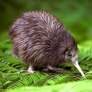 Kiwibird